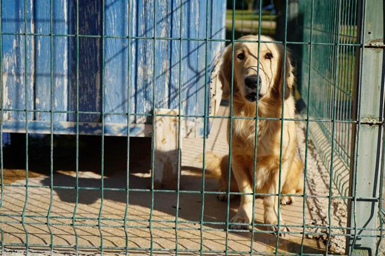 Yangında kurtarılan köpekler yuva bekliyor