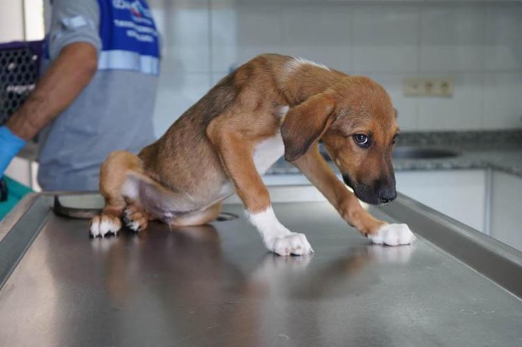 Yangında kurtarılan köpekler yuva bekliyor