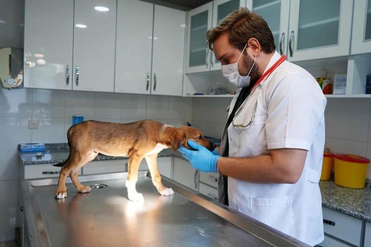 Yangında kurtarılan köpekler yuva bekliyor