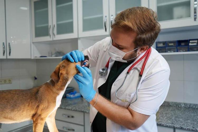 Yangında kurtarılan köpekler yuva bekliyor
