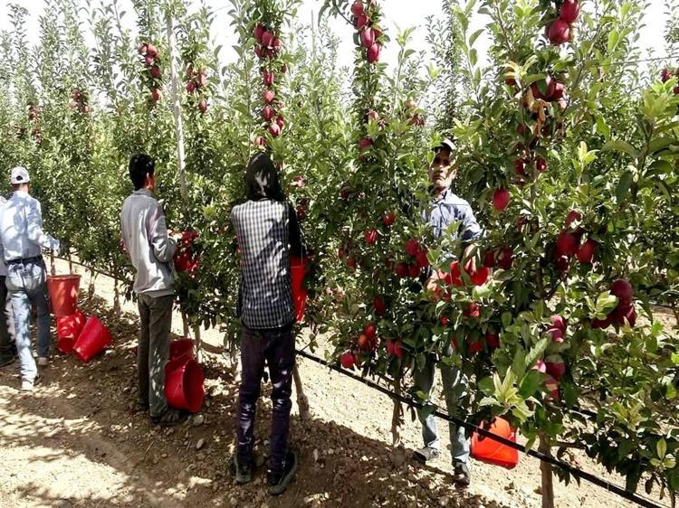 Geçen yıl don vuran Yeşilhisar elması, bu yıl üreticinin yüzünü güldürdü