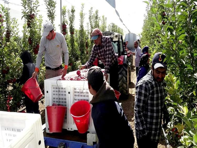Geçen yıl don vuran Yeşilhisar elması, bu yıl üreticinin yüzünü güldürdü