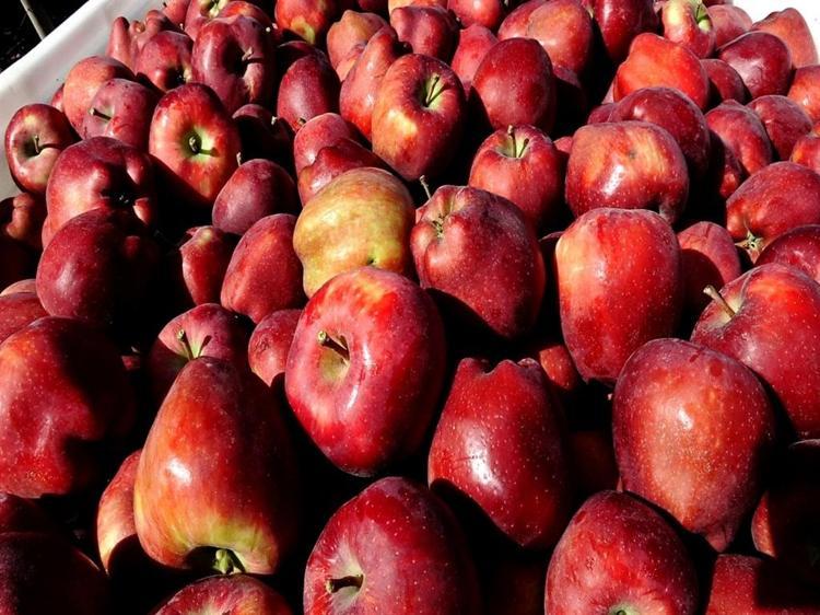 Geçen yıl don vuran Yeşilhisar elması, bu yıl üreticinin yüzünü güldürdü