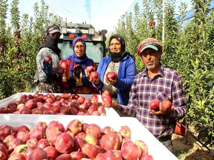 Geçen yıl don vuran Yeşilhisar elması, bu yıl üreticinin yüzünü güldürdü