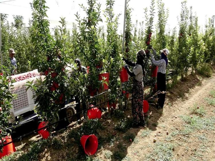Geçen yıl don vuran Yeşilhisar elması, bu yıl üreticinin yüzünü güldürdü