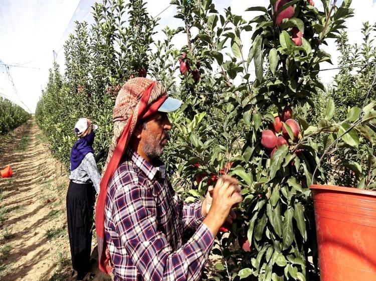 Geçen yıl don vuran Yeşilhisar elması, bu yıl üreticinin yüzünü güldürdü