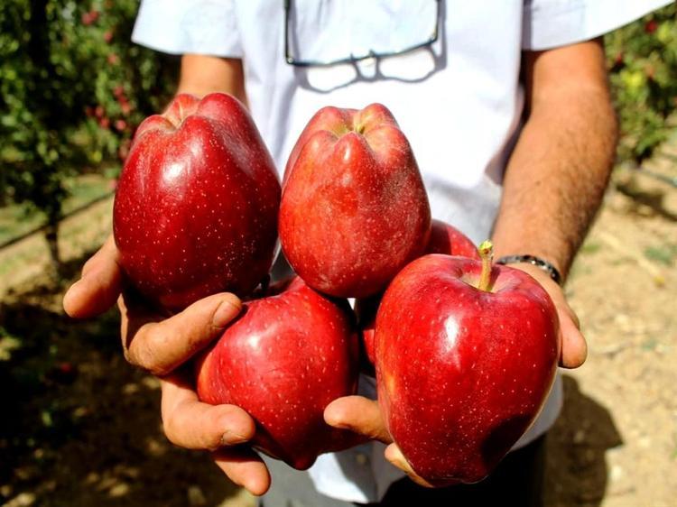 Geçen yıl don vuran Yeşilhisar elması, bu yıl üreticinin yüzünü güldürdü