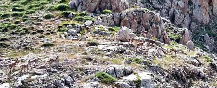 Yaban keçileri Keşiş Dağları'nda sürü halinde görüntülendi