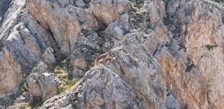 Yaban keçileri Keşiş Dağları'nda sürü halinde görüntülendi