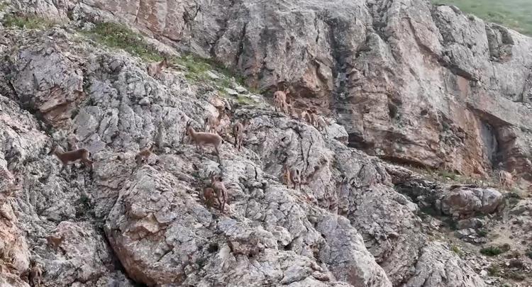 Yaban keçileri Keşiş Dağları'nda sürü halinde görüntülendi