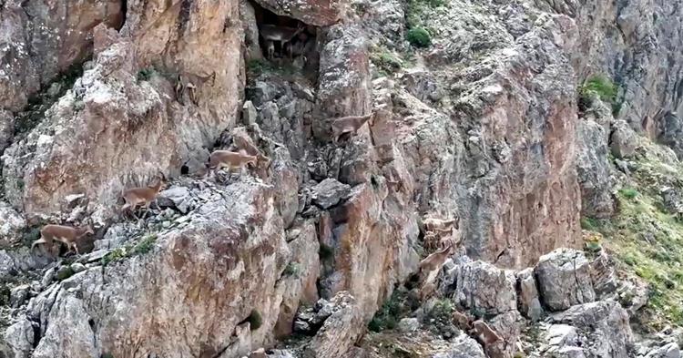 Yaban keçileri Keşiş Dağları'nda sürü halinde görüntülendi