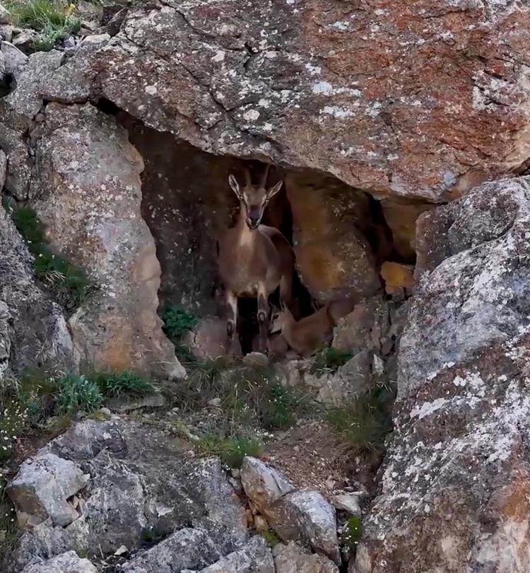 Yaban keçileri Keşiş Dağları'nda sürü halinde görüntülendi