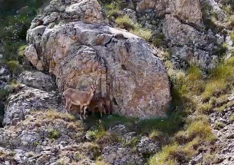 Yaban keçileri Keşiş Dağları'nda sürü halinde görüntülendi