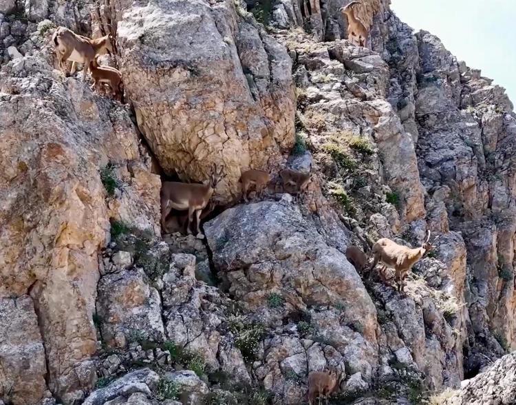 Yaban keçileri Keşiş Dağları'nda sürü halinde görüntülendi