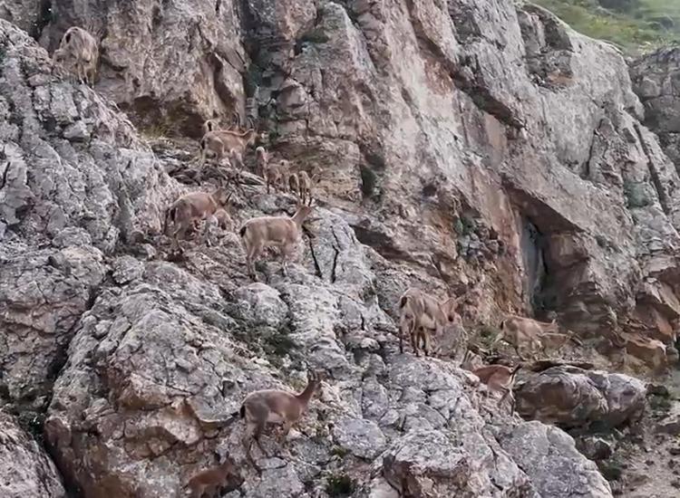 Yaban keçileri Keşiş Dağları'nda sürü halinde görüntülendi