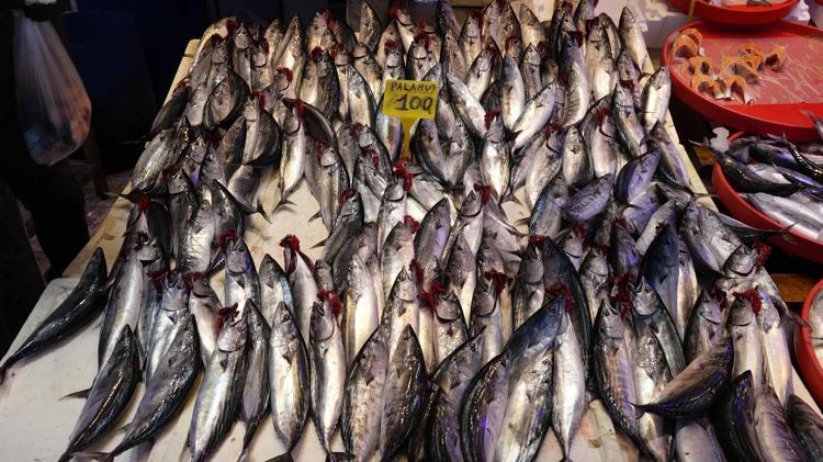 Karadeniz'de av sezonu bereketi; tezgahlar palamutla doldu