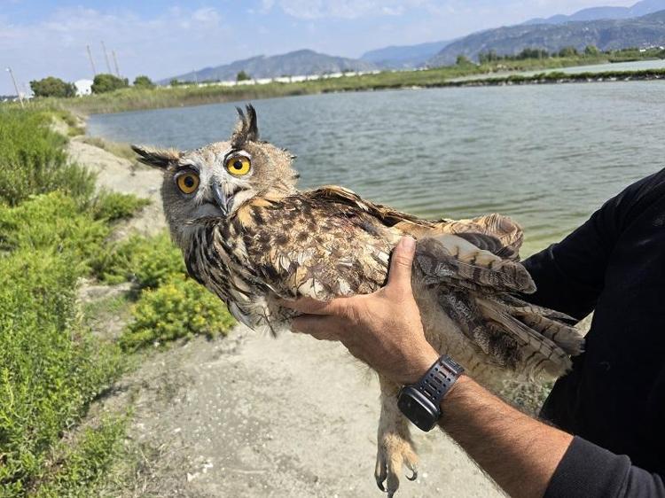 Hatay'da vurulan puhu cinsi baykuş, tedaviye alındı