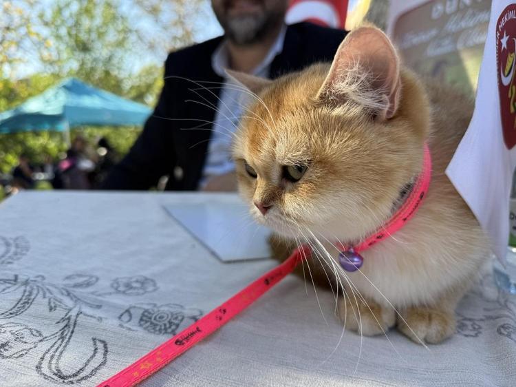 Tokat'ta kediler güzellik yarışmasında podyuma çıktı