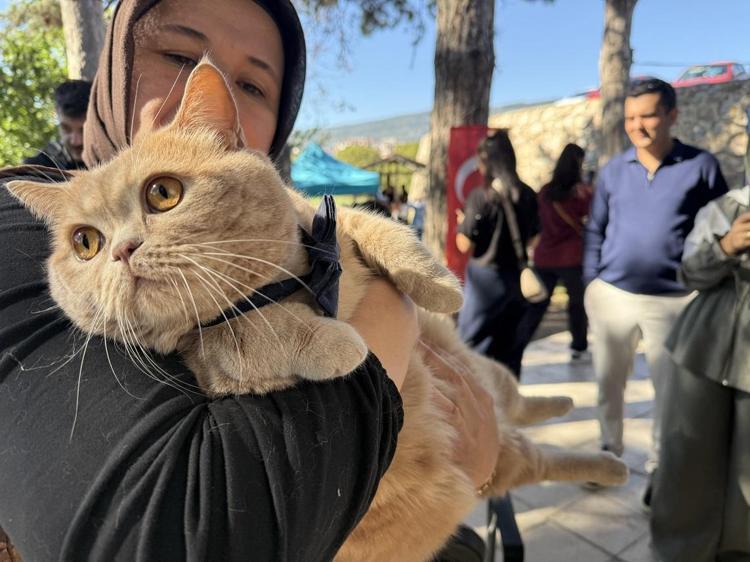 Tokat'ta kediler güzellik yarışmasında podyuma çıktı