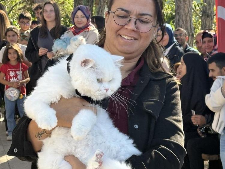 Tokat'ta kediler güzellik yarışmasında podyuma çıktı