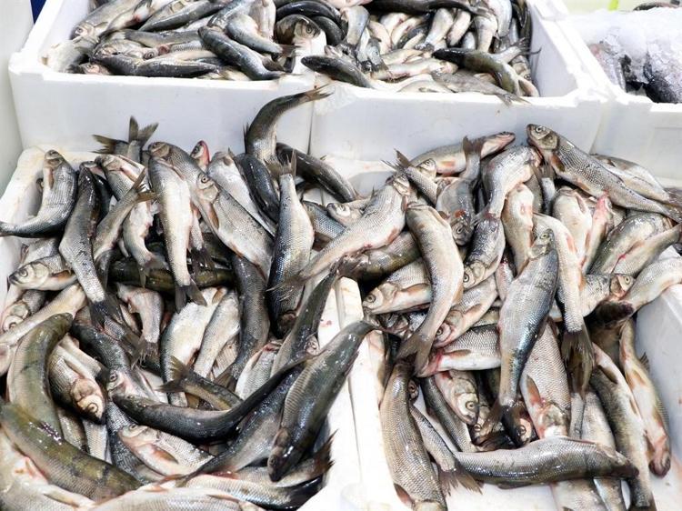 Van Gölü'nde inci kefalinin boyu, koruma çalışmalarıyla yüzde 30 uzadı