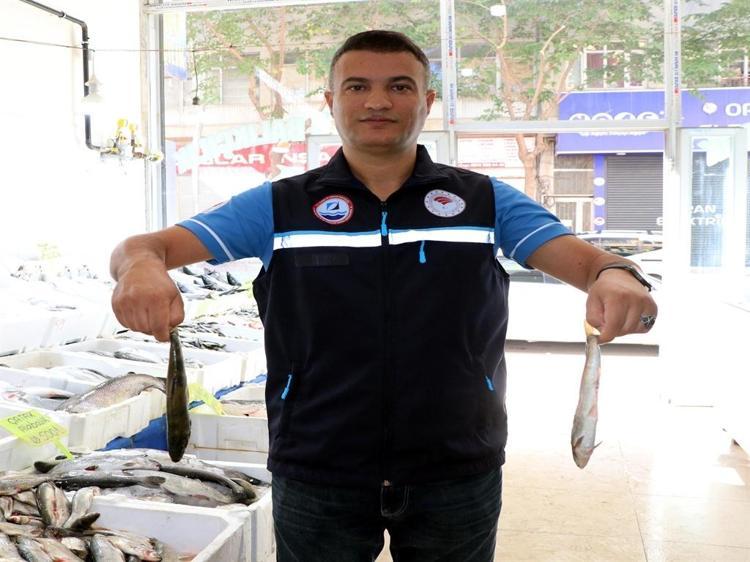 Van Gölü'nde inci kefalinin boyu, koruma çalışmalarıyla yüzde 30 uzadı