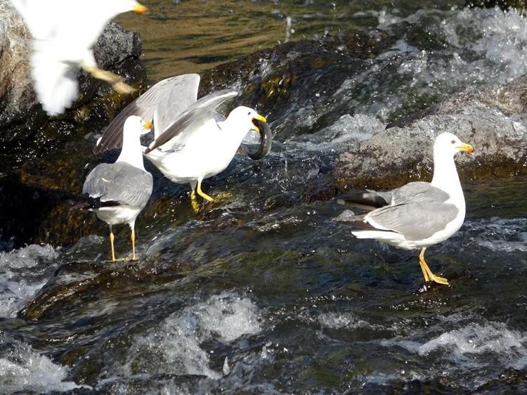 Van Gölü'nde inci kefalinin boyu, koruma çalışmalarıyla yüzde 30 uzadı