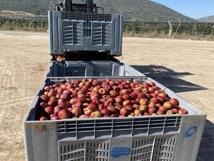 Isparta'da elma hasadı başladı; rekolte beklentisi 1 milyon 250 bin ton