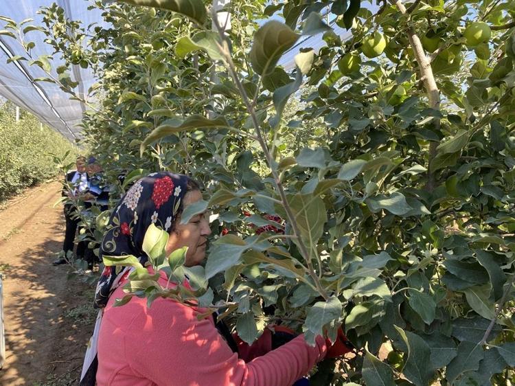 Isparta'da elma hasadı başladı; rekolte beklentisi 1 milyon 250 bin ton