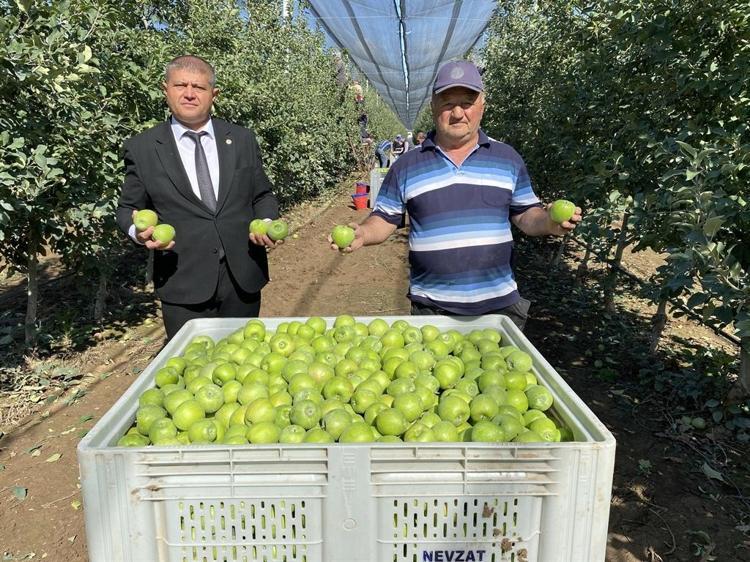 Isparta'da elma hasadı başladı; rekolte beklentisi 1 milyon 250 bin ton