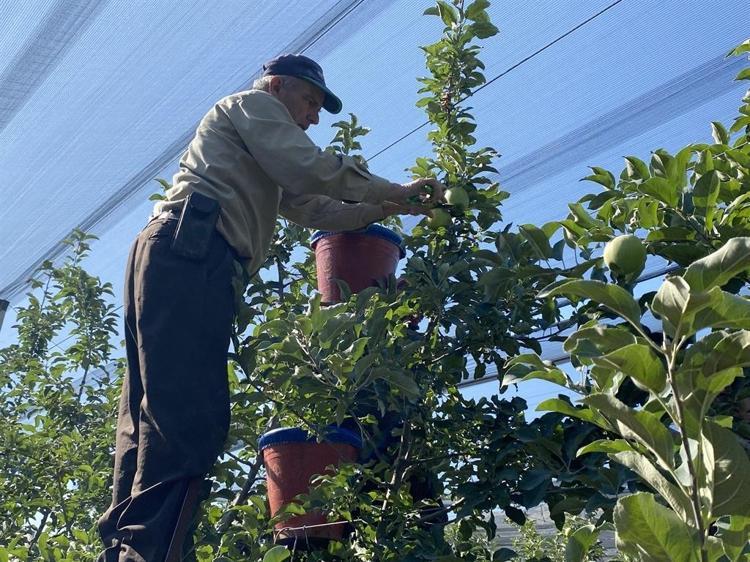 Isparta'da elma hasadı başladı; rekolte beklentisi 1 milyon 250 bin ton