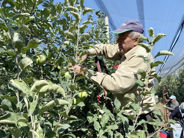 Isparta'da elma hasadı başladı; rekolte beklentisi 1 milyon 250 bin ton