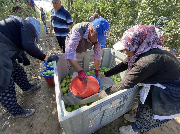 Isparta'da elma hasadı başladı; rekolte beklentisi 1 milyon 250 bin ton