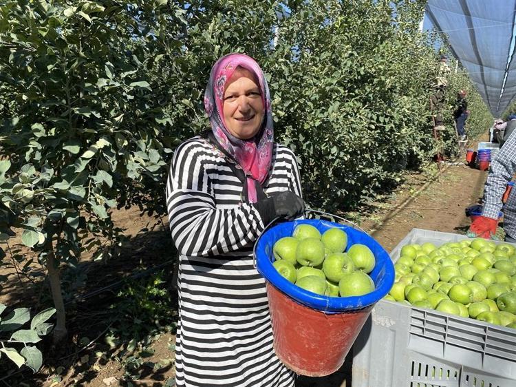 Isparta'da elma hasadı başladı; rekolte beklentisi 1 milyon 250 bin ton
