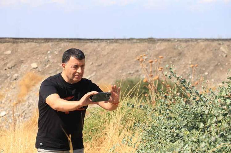 Dicle Vadisi'nde beyaz öncü kelebeklerin 'yumurta' telaşı