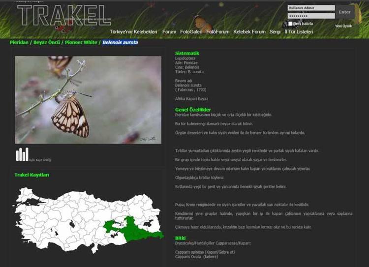 Dicle Vadisi'nde beyaz öncü kelebeklerin 'yumurta' telaşı