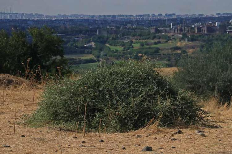Dicle Vadisi'nde beyaz öncü kelebeklerin 'yumurta' telaşı