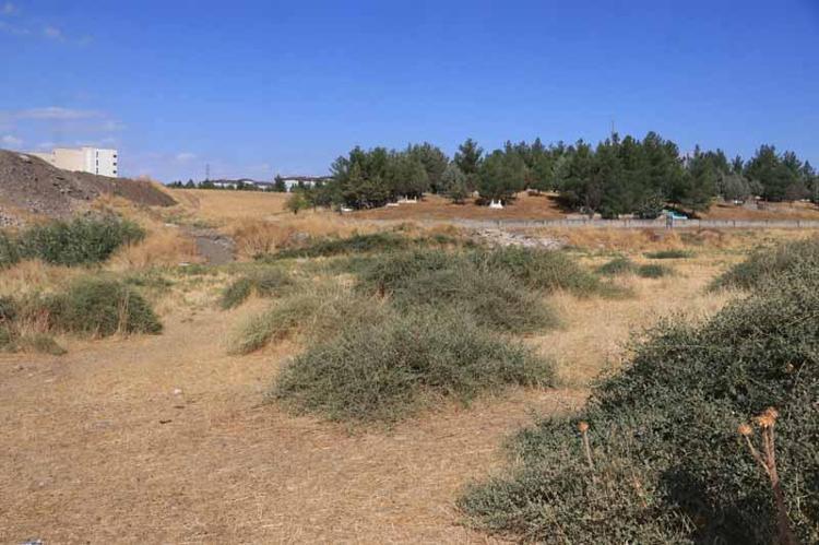 Dicle Vadisi'nde beyaz öncü kelebeklerin 'yumurta' telaşı