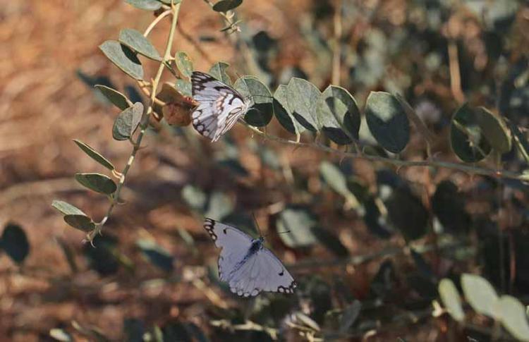 Dicle Vadisi'nde beyaz öncü kelebeklerin 'yumurta' telaşı