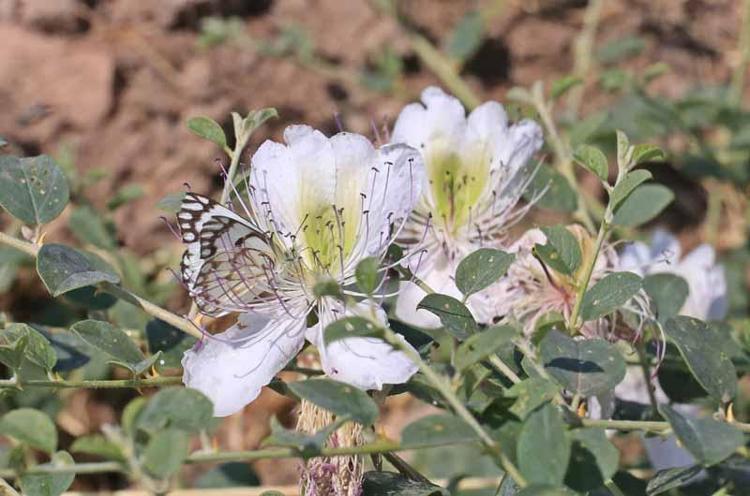 Dicle Vadisi'nde beyaz öncü kelebeklerin 'yumurta' telaşı