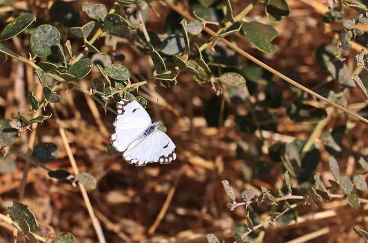 Dicle Vadisi'nde beyaz öncü kelebeklerin 'yumurta' telaşı