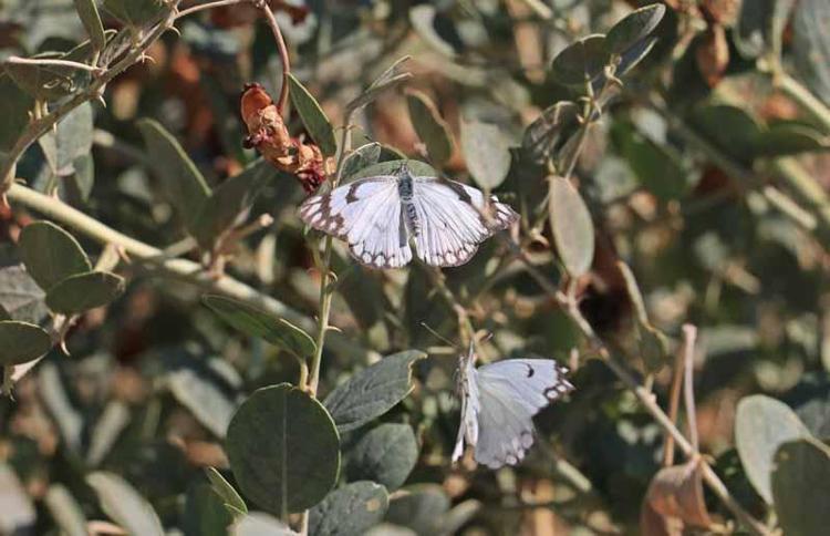Dicle Vadisi'nde beyaz öncü kelebeklerin 'yumurta' telaşı