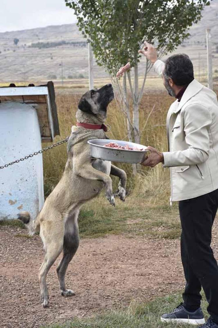 Kangal köpeklerini kışa ‘yüksek protein’ ile hazırlıyorlar