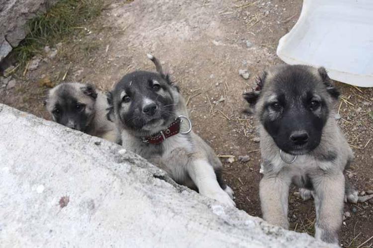 Kangal köpeklerini kışa ‘yüksek protein’ ile hazırlıyorlar