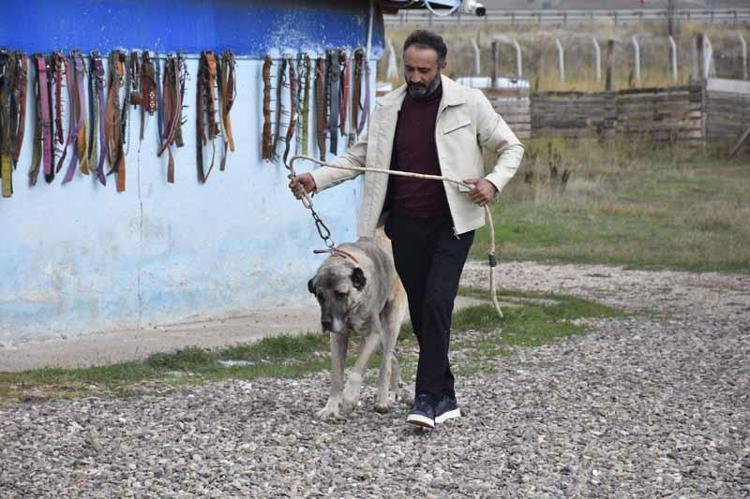 Kangal köpeklerini kışa ‘yüksek protein’ ile hazırlıyorlar