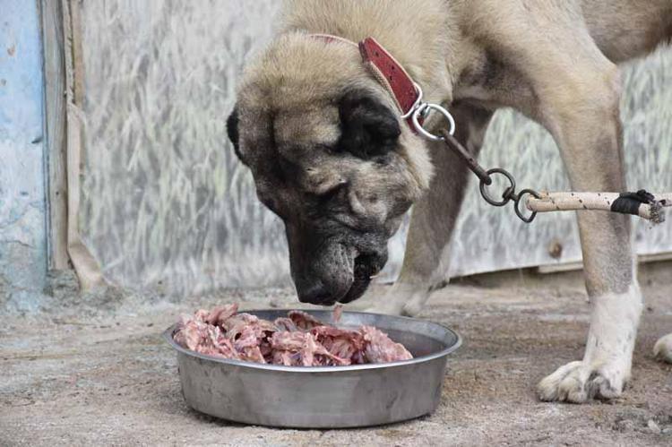 Kangal köpeklerini kışa ‘yüksek protein’ ile hazırlıyorlar