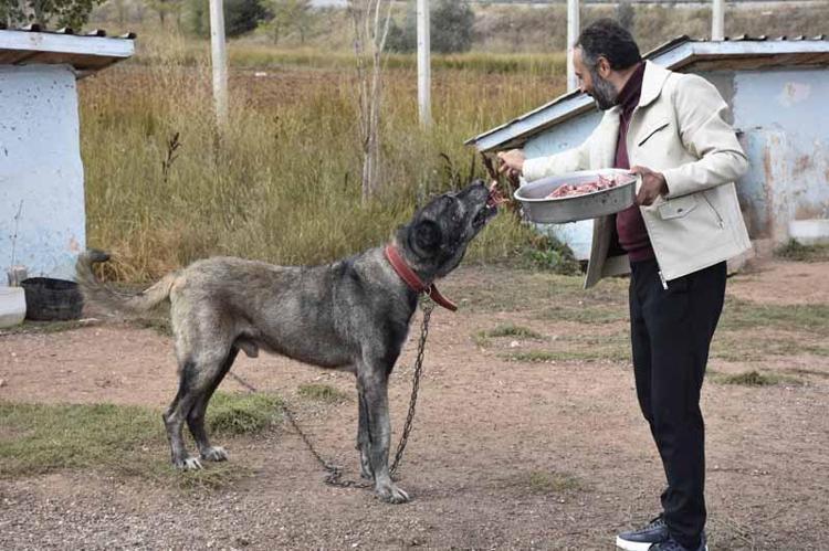 Kangal köpeklerini kışa ‘yüksek protein’ ile hazırlıyorlar