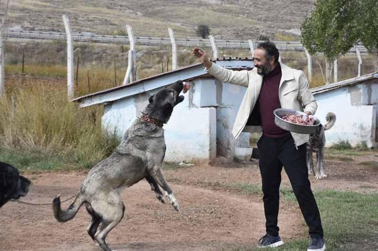 Kangal köpeklerini kışa ‘yüksek protein’ ile hazırlıyorlar