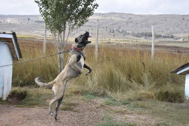 Kangal köpeklerini kışa ‘yüksek protein’ ile hazırlıyorlar