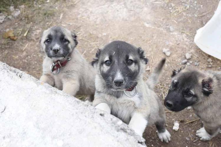 Kangal köpeklerini kışa ‘yüksek protein’ ile hazırlıyorlar